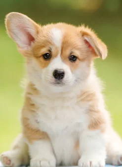 Nathan Adorable Corgi* Chiens|De 500 À 999 Pièces