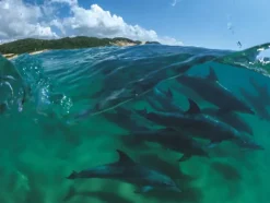 New York Puzzle Company Bottlenose Dolphins* Animaux Marins|De 1 000 Pièces