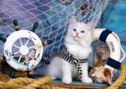 Enjoy Puzzle Capitaine Chaton*Femme Chats|Humour, Satire Et Wasgij