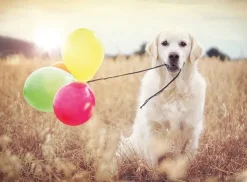 Ravensburger Celebration Day* Chiens|De 500 À 999 Pièces