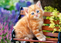 Castorland Chat Roux* Chats|De 500 À 999 Pièces