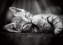 Clementoni Chaton* Pièces En Noir Et Blanc|Chats