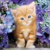 Clementoni Chaton dans les Fleurs* Chats