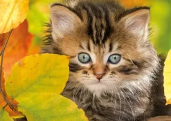 Nathan Chaton en automne* De 1 500 Pièces|De 1 500 Pièces