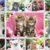 Schmidt Spiele Chatons*Enfant Chats|Collages