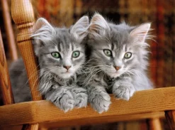 Clementoni Chatons Gris sur la Chaise* Chats|De 500 À 999 Pièces