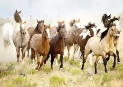 Nathan Chevauchée dans le Désert* Chevaux|De 1 000 Pièces