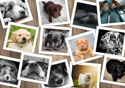 Grafika Chiens* De 1 500 Pièces|De 1 500 Pièces