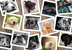 Grafika Chiens* Chiens|Collages