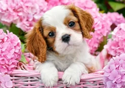 Castorland Chiot en Fleurs Roses* Chiens|De 500 À 999 Pièces