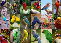 Grafika Collage - Oiseaux Colorés* De 1 500 Pièces|De 1 500 Pièces