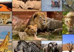 Grafika Collage - Wildlife* Tigres|Animaux Sauvages