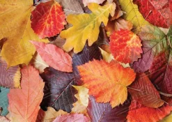 Magnolia Colorful Leaves* Déco Et Objets|De 1 000 Pièces