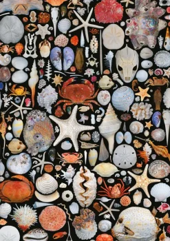 Piatnik COQUILLES* Déco Et Objets