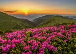 Enjoy Puzzle Crépuscule Rose* Soleil, Lune|Forêts, Fleurs Et Jardins