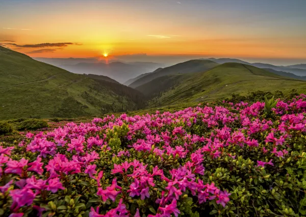 Enjoy Puzzle Crépuscule Rose* Soleil, Lune|Forêts, Fleurs Et Jardins