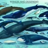Eurographics Dauphins et Baleines* Dauphins|Animaux Marins