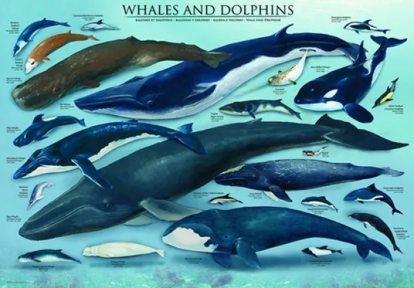 Eurographics Dauphins et Baleines* Dauphins|Animaux Marins