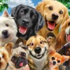 Schmidt Spiele Dogs' Selfy*Femme Chiens|Humour, Satire Et Wasgij