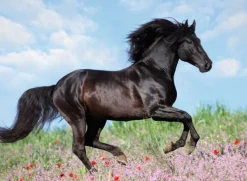 Ravensburger Etalon Noir*Enfant À Partir De 9 Ans|Chevaux