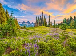 Castorland Fleurs du Matin*Femme De 2 000 Pièces|De 2 000 Pièces