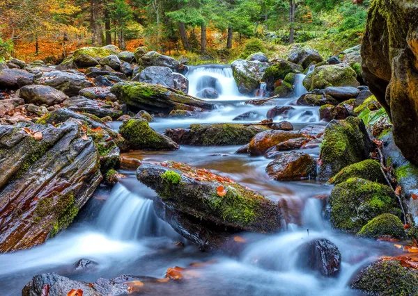 Enjoy Puzzle Forest Stream in Autumn* Cascades|Forêts, Fleurs Et Jardins