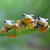 Bluebird Puzzle Friendly Frogs*Femme Animaux De La Forêt|Humour, Satire Et Wasgij