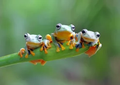 Bluebird Puzzle Friendly Frogs*Femme Animaux De La Forêt|Humour, Satire Et Wasgij