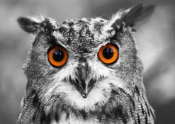 Enjoy Puzzle Hibou Curieux* Oiseaux|De 1 000 Pièces