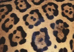 Ravensburger Jaguar* Animaux Sauvages|De 1 000 Pièces