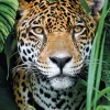 Clementoni Jaguar dans la Jungle* Animaux Sauvages|De 500 À 999 Pièces