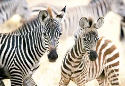 Castorland Jeunes Zèbres* Animaux Sauvages|Forêts, Fleurs Et Jardins