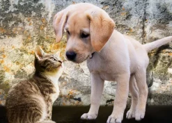 Bluebird Puzzle Kitten and Puppy*Femme Chiens|Chats