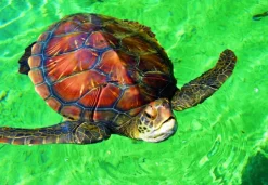 Bluebird Puzzle La Réunion - Tortue de Mer* Animaux Marins|Plages Et Îles De Rêve