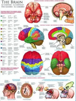 Eurographics Le cerveau*Enfant Puzzles Pour Enfants|De 1 000 Pièces