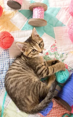 SunsOut Le Chat et ses Pelotes*Femme Chats|Amour Et Tendresse