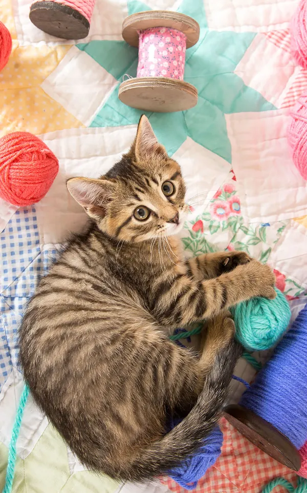 SunsOut Le Chat et ses Pelotes*Femme Chats|Amour Et Tendresse