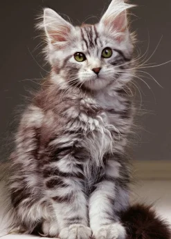 Nathan Le Chaton* Chats|De 1 000 Pièces