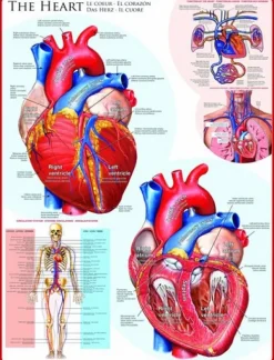 Eurographics Le coeur*Enfant Puzzles Pour Enfants|De 1 000 Pièces