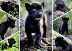 Nathan Le Dernier Jaguar* De 1 500 Pièces|De 1 500 Pièces