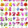 Eurographics Le language des Fleurs*Enfant Puzzles Pour Enfants|Forêts, Fleurs Et Jardins