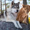 Nathan Le Loup et le Lion* Loups|Animaux Sauvages