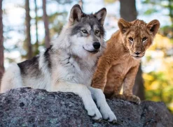 Nathan Le Loup et le Lion* Loups|Animaux Sauvages