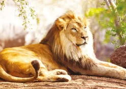 Nathan Le Roi de la Savane* De 1 500 Pièces|De 1 500 Pièces