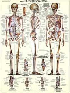 Eurographics Le Squelette*Enfant Puzzles Pour Enfants|De 1 000 Pièces