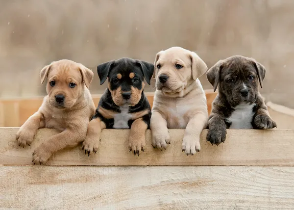 Nathan Les American Staffordshire Terriers*Enfant Chiens|Dès 6 Ans : 50 À 100 Pièces