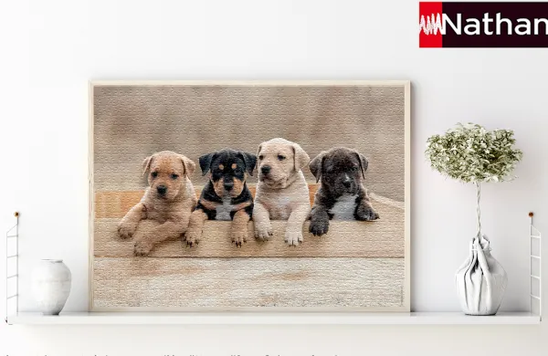 Nathan Les American Staffordshire Terriers*Enfant Chiens|Dès 6 Ans : 50 À 100 Pièces