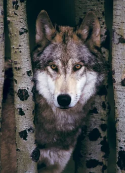 Eurographics Loup Gris* Loups|De 1 000 Pièces