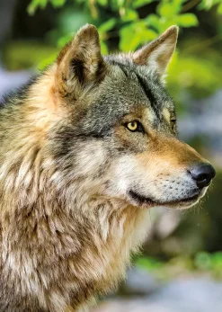 Nathan Loup Gris Européen* Loups|De 1 000 Pièces