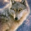 Castorland Loup Solitaire* Loups|Neige